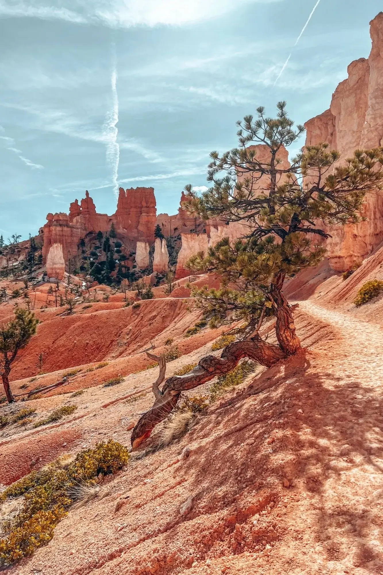 Red and orange hoodoos at Bryce Canyon, a twisted pine in the foreground under a blue sky.